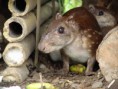 /album/fotogaleria/agouti-paca-guanta-jpg/